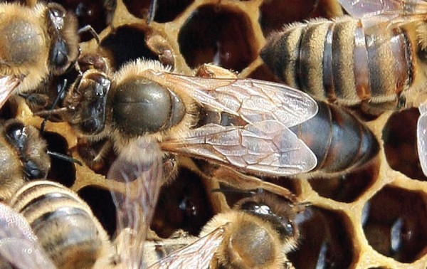 Dark bee colony on Zander