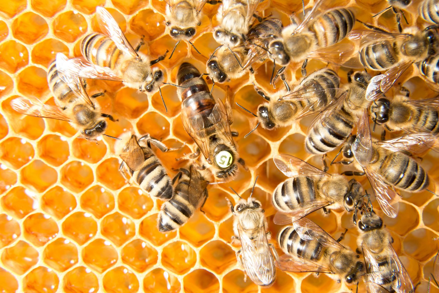 Bienen zu Staffelpreisen: Jetzt bestellen und sparen!