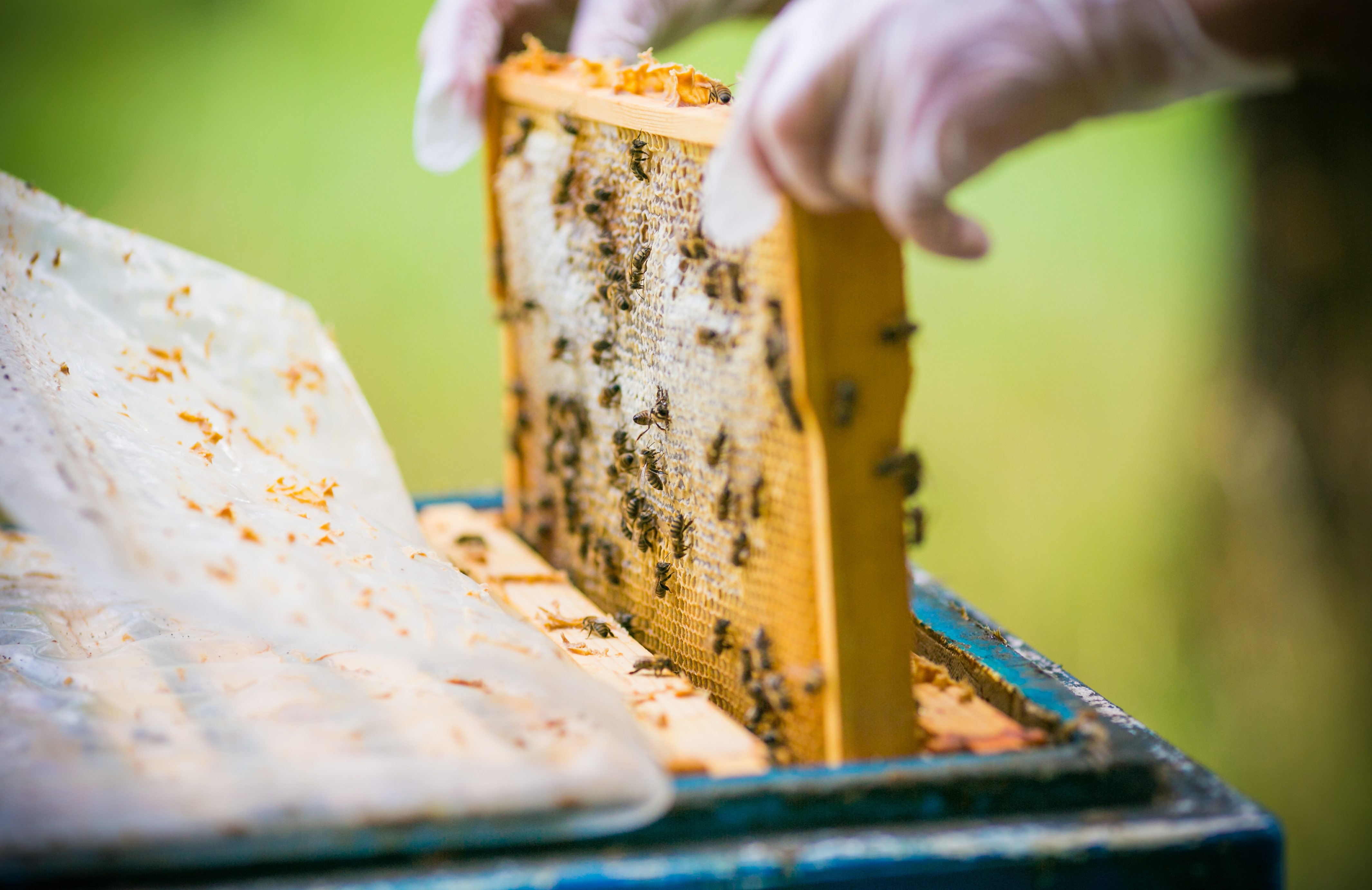 1 Holz-Rähmchen für Mini-Plus  Imker Zucht Bienen Imkerei Dadant 