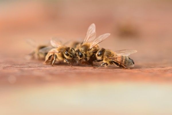 Buckfast Bienenkönigin belegstellenbegattet Lautenthal