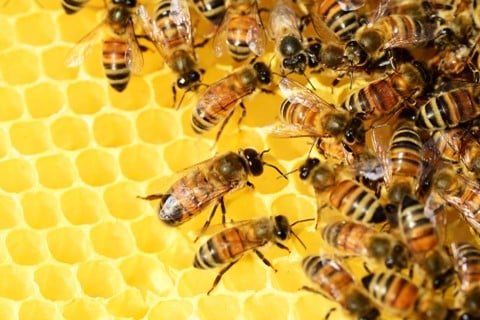 Bienen-auf-Waben