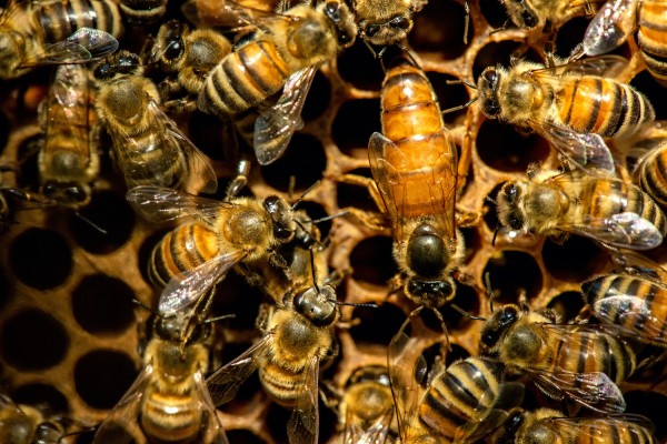 Reine des abeilles Ligustica station de fécondation