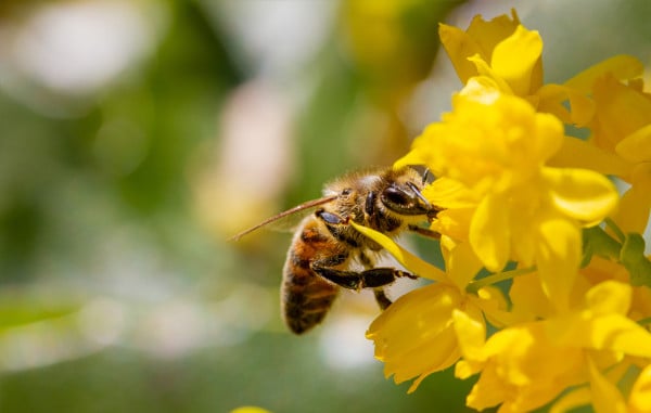 bienenzucht-profi-bzp-imker-blog-honigbiene-landwirtschaft-glyphosat-auswirkung