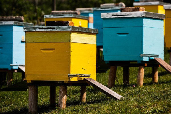Bienenbeute-Bienenzucht-Profi_Imker_Blog