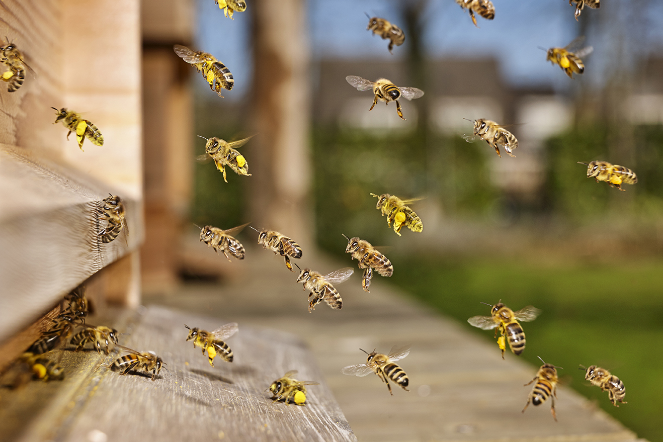 Imker Bienen Anfänger Und Markier Set 