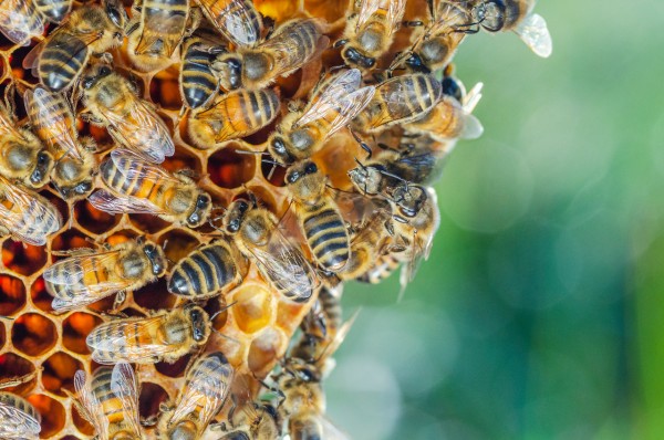 Langstroth Buckfast bee hive