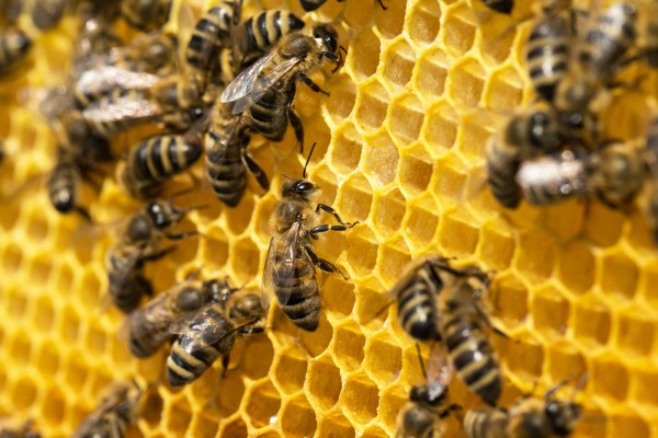 Bee colony Deutsch Normal (DN) Carnica
