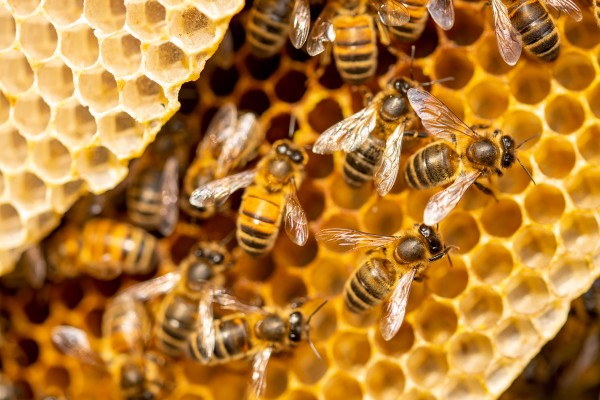 Carnica abeilles colonies Zander un et demi (1 1/2)