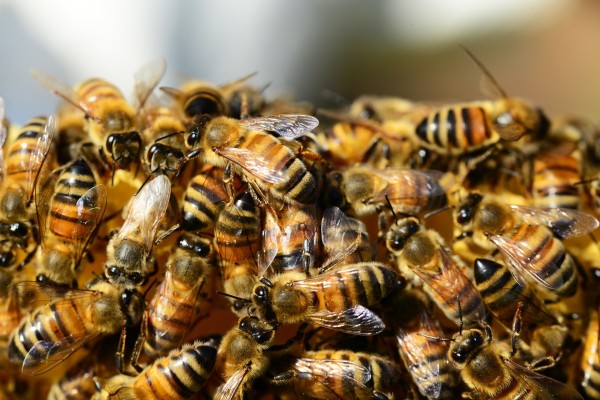 Bee colony Dadant US Ligustica