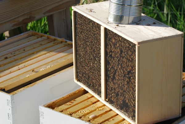 Essaim d'abeilles Ligustica station de fécondation