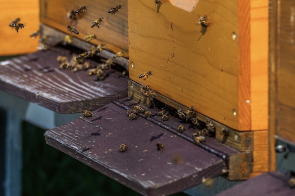 Dunkle Biene Bienenvolk Dadant US 2024