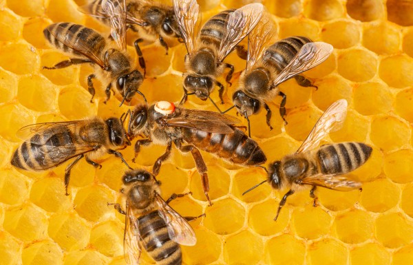 Queen bee Carnica pollinated Oberhof resp. Gehlberg