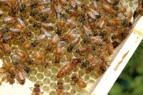 Dark bee colony on Zander