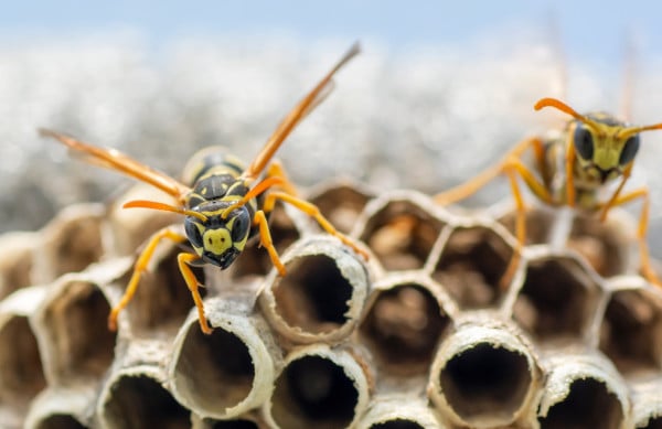 Imker-Blog-Wespen-vs-Bienen