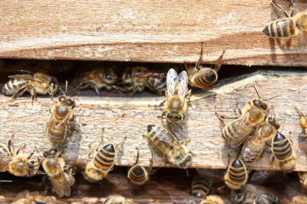 Bienen Ableger Dadant US Buckfast 2024