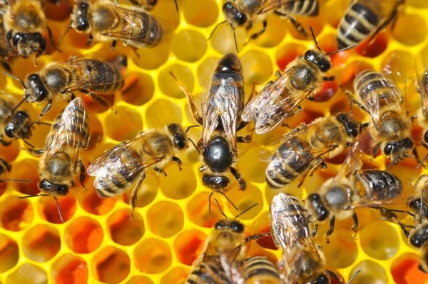 Dunkle Bienenkönigin belegstellenbegattet