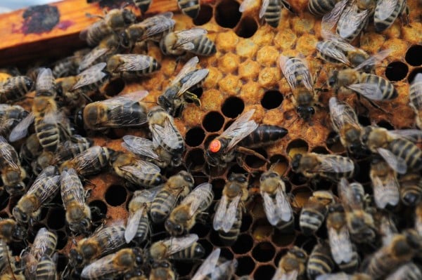 Carnica bee queen mated