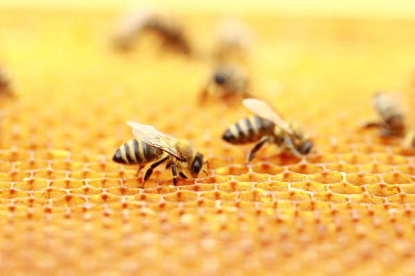 Bienenkönigin Carnica inselbegattet aus LAVES Niedersachsen