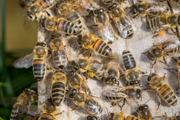 Colonie d'abeilles sur Dadant Blatt Buckfast
