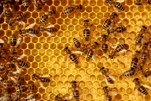 Station mated Carnica bee queens with certificate - Rachel Diensthütte