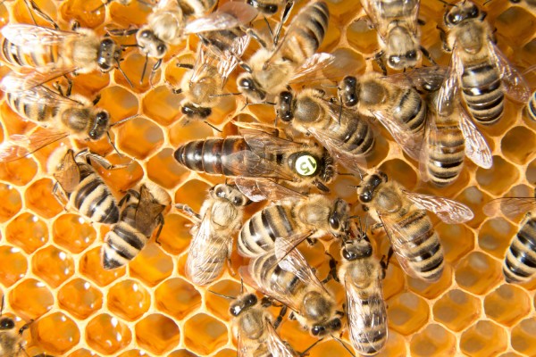 Reine d'abeille Buckfast station de fécondation sur l'île