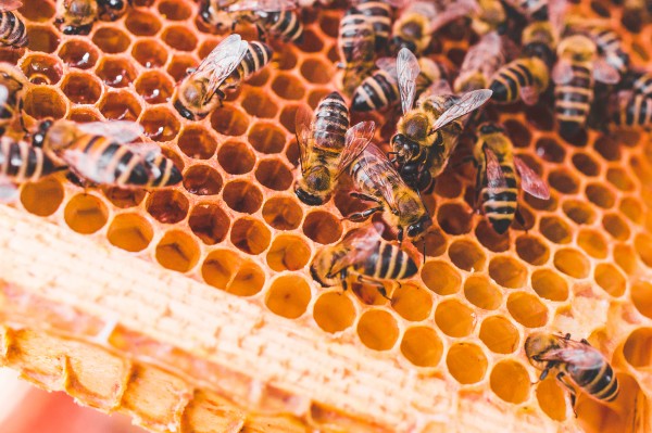 Dark bee colony on Zander