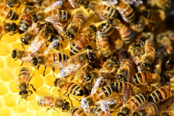 Bee colony Dadant Blatt Ligustica